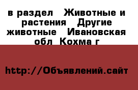  в раздел : Животные и растения » Другие животные . Ивановская обл.,Кохма г.